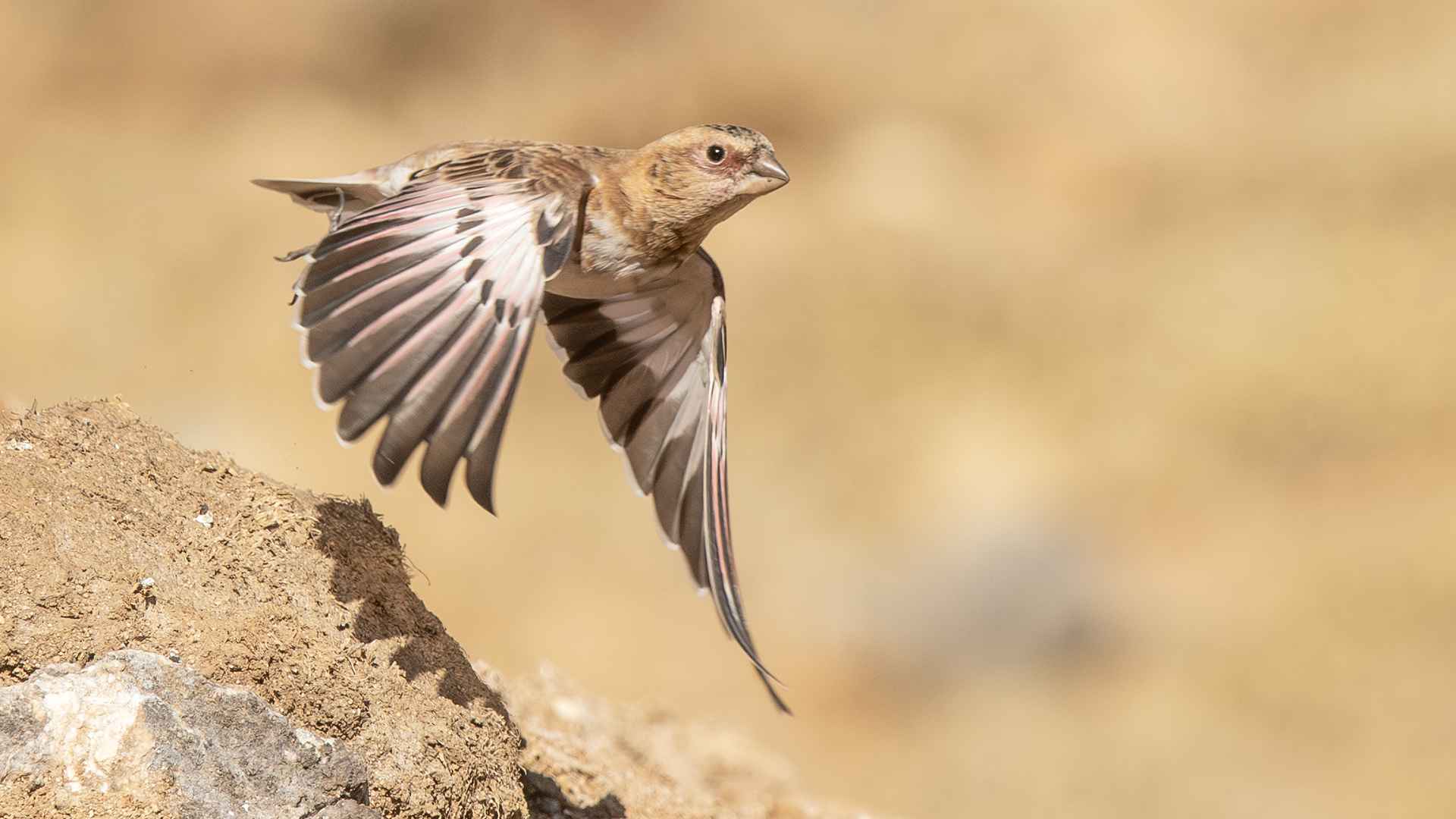 Crimson-winged Finch